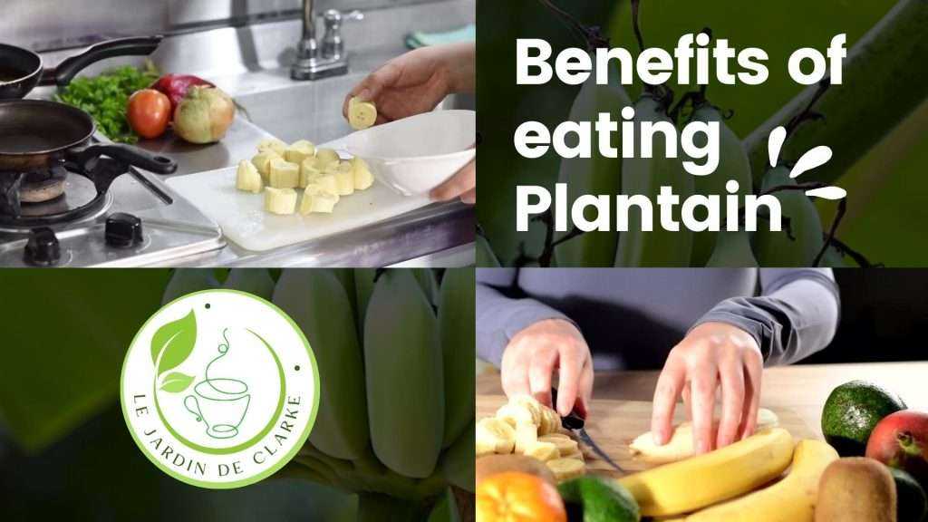 Embracing Plantains for Health: A Nutrient-Rich Delight
