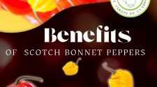 Unlocking the Spicy Secret: The Benefits of Eating Scotch Bonnet Peppers