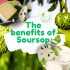 Exploring the Health Benefits of Soursop: Nature's Potent Gift
